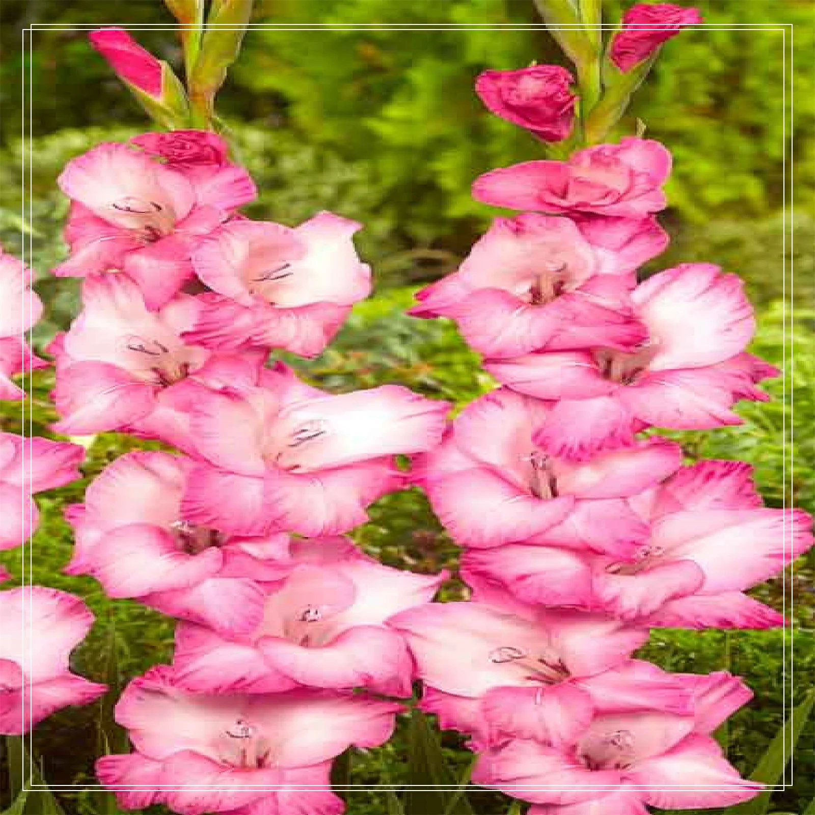 Gladiolus Bulbs,Easy To Care For.Are Suitable For Gardeners To Plant,Require Little Water,Cold Tolerant Plants,Gladiolus Flower Bulbs,Gladiolus Bulbs,Gladiolus Flower Bulbs,Cold And Drought Tolerant,