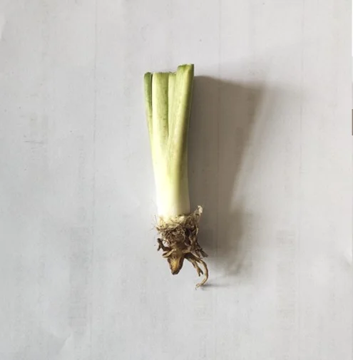 Hostas Plant Hosta Bulbs In Pots  Hosta Plants Bulbs Hosta Plants For Sale Simple Planting