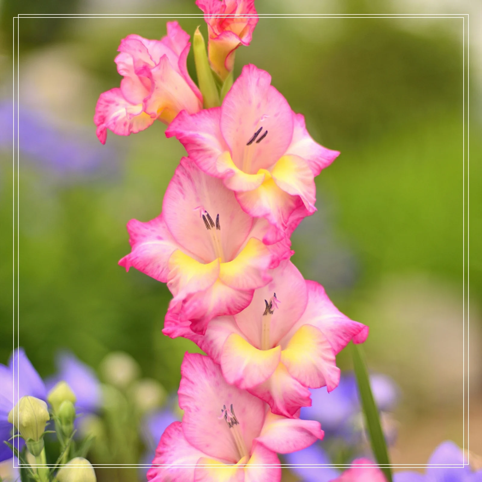 Gladiolus Bulbs, Cold And Drought Tolerant, Easy To Care For, Gardening Enthusiasts, Gladiolus, Gladiolus Plant,Require Little Water,Cold Tolerant Plants,Gladiolus Flower Bulbs,Gladiolus Flower Bulbs,