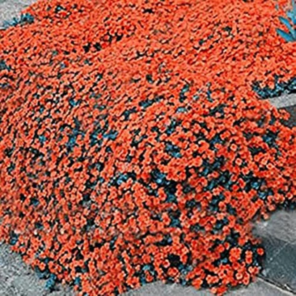 CHUXAY GARDEN Rock Cress Seeds Orange-Aubrieta deltoidea 100pcs Perennial Flower Ground Cover Decor Garden All Sun Low-Maintenance Striking Landscaping Plant