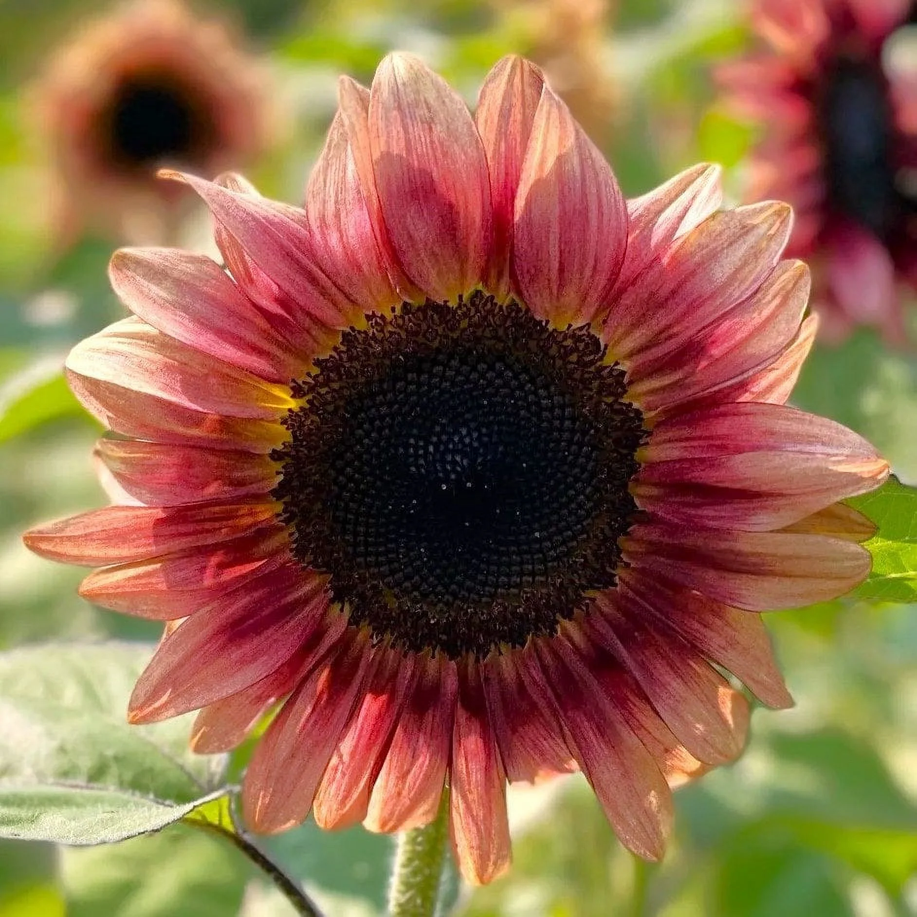 TomorrowSeeds - ProCut Ruby Eclipse Sunflower Seeds - 30+ Count Packet - Pink Sunflowers Pollenless Purple Red Branching Flower PVP Garden Seed For 2024 Season