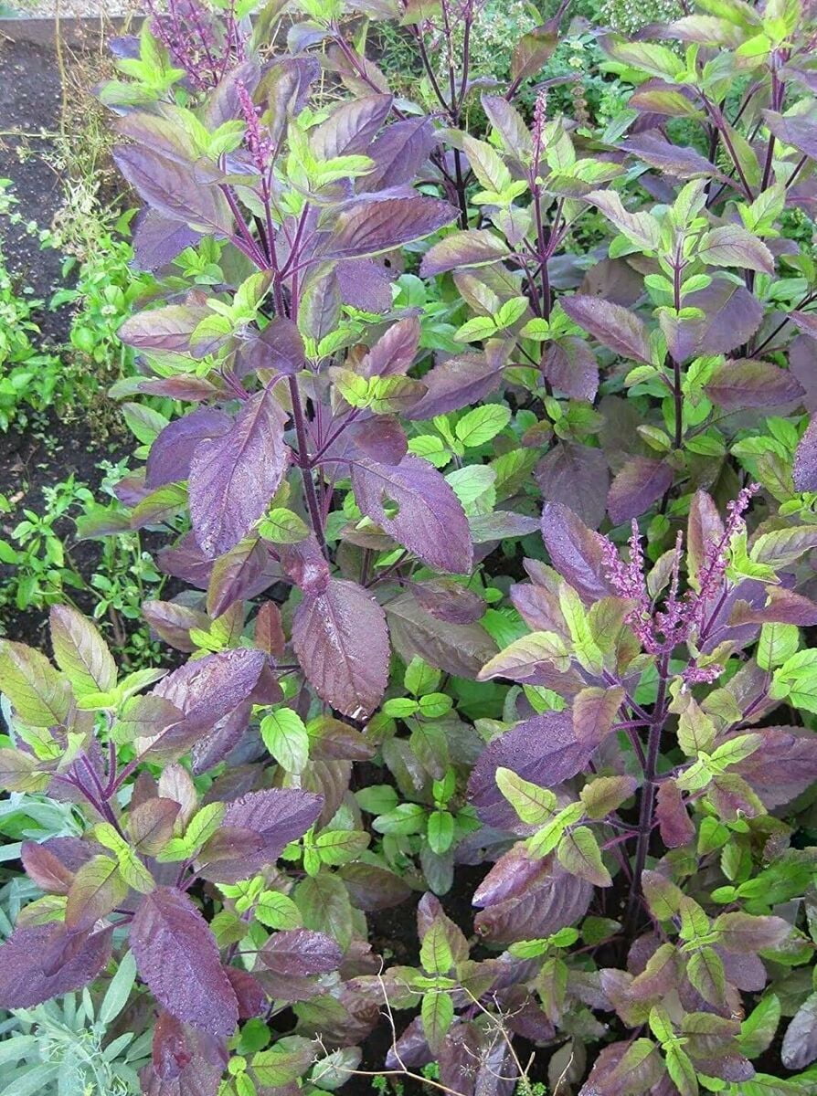 Red Leaf Holy Basil Seeds, NON-GMO, Tulsi, Monk's Basil, Ayurveda, FREE SHIPPING, 80k Seeds or 1/4 LB