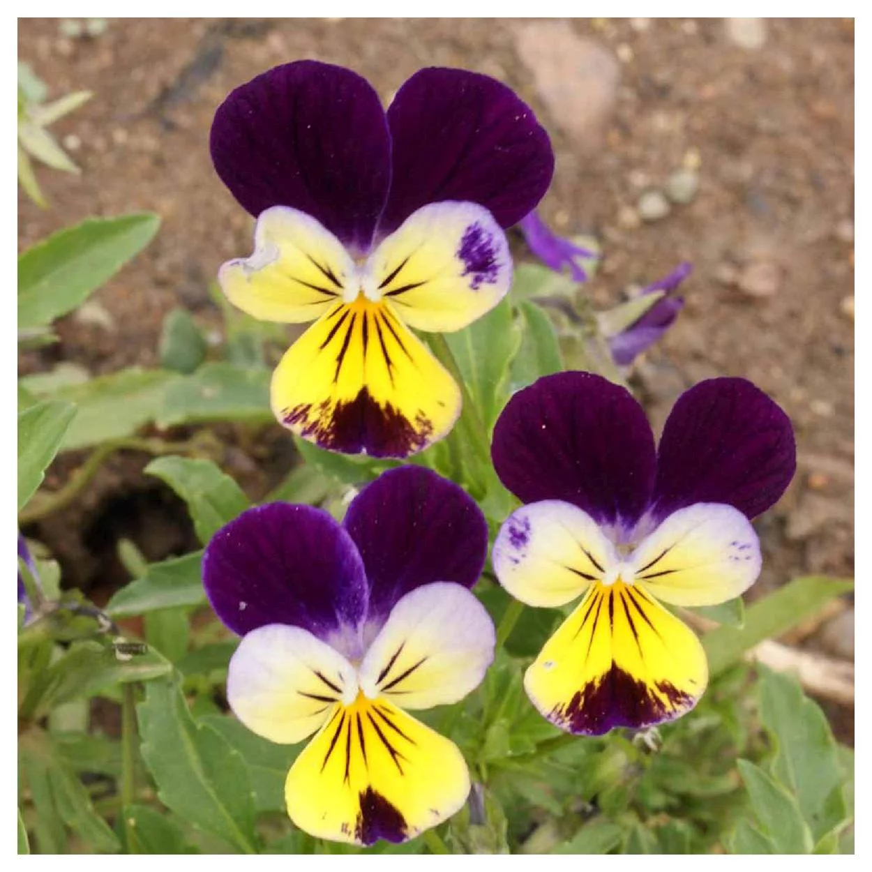 Everwilde Farms - 1000 Helen Mount Johnny Jump Up Garden Flower Seeds - Gold Vault Jumbo Bulk Seed Packet