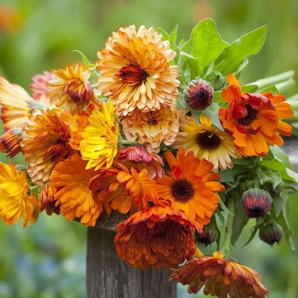 Calendula Seeds - Sunset Mix - Packet - Orange/Yellow/Red Flower Seeds,  Heirloom Seed  Attracts Bees, Attracts Butterflies, Attracts Pollinators, Easy to Grow & Maintain, Edible, Extended Bloom