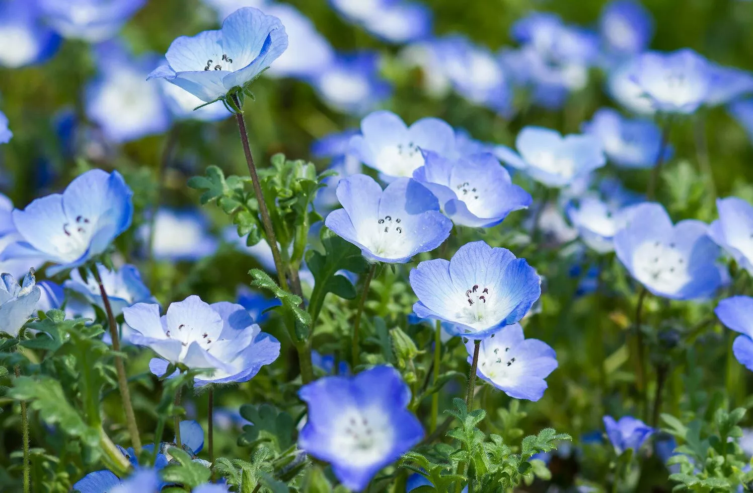 Nemophila menziesii | Baby Blue Eyes | 50_Seeds