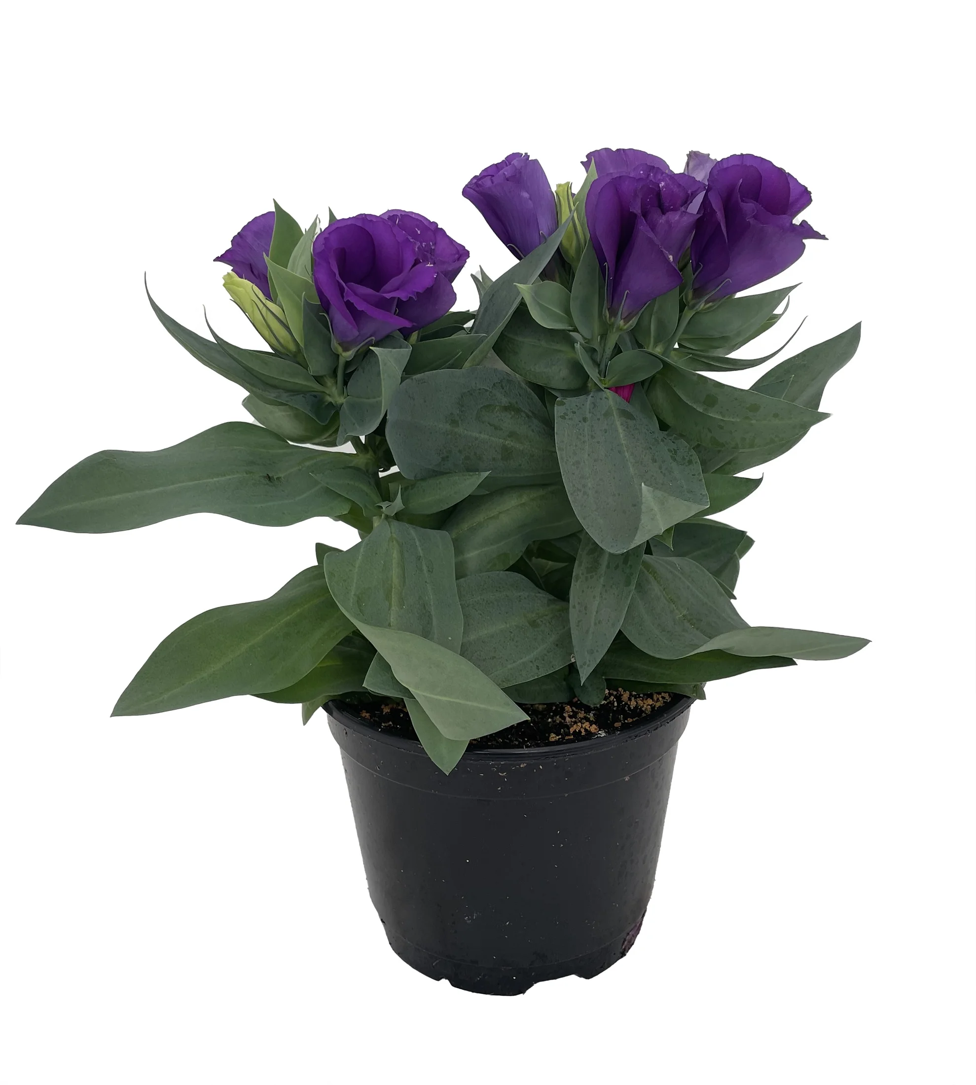Purple Eustoma Lisianthus - 6