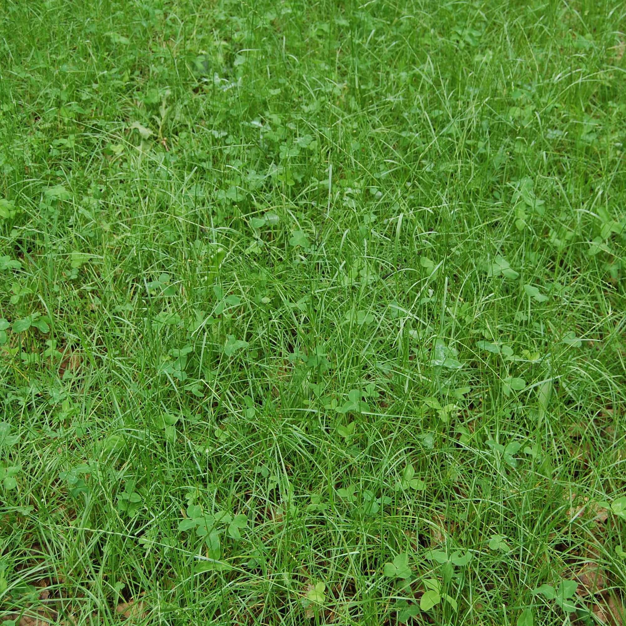 Sweet Spot Deer Food Plot Seed - SucraSeed - 10 LBS