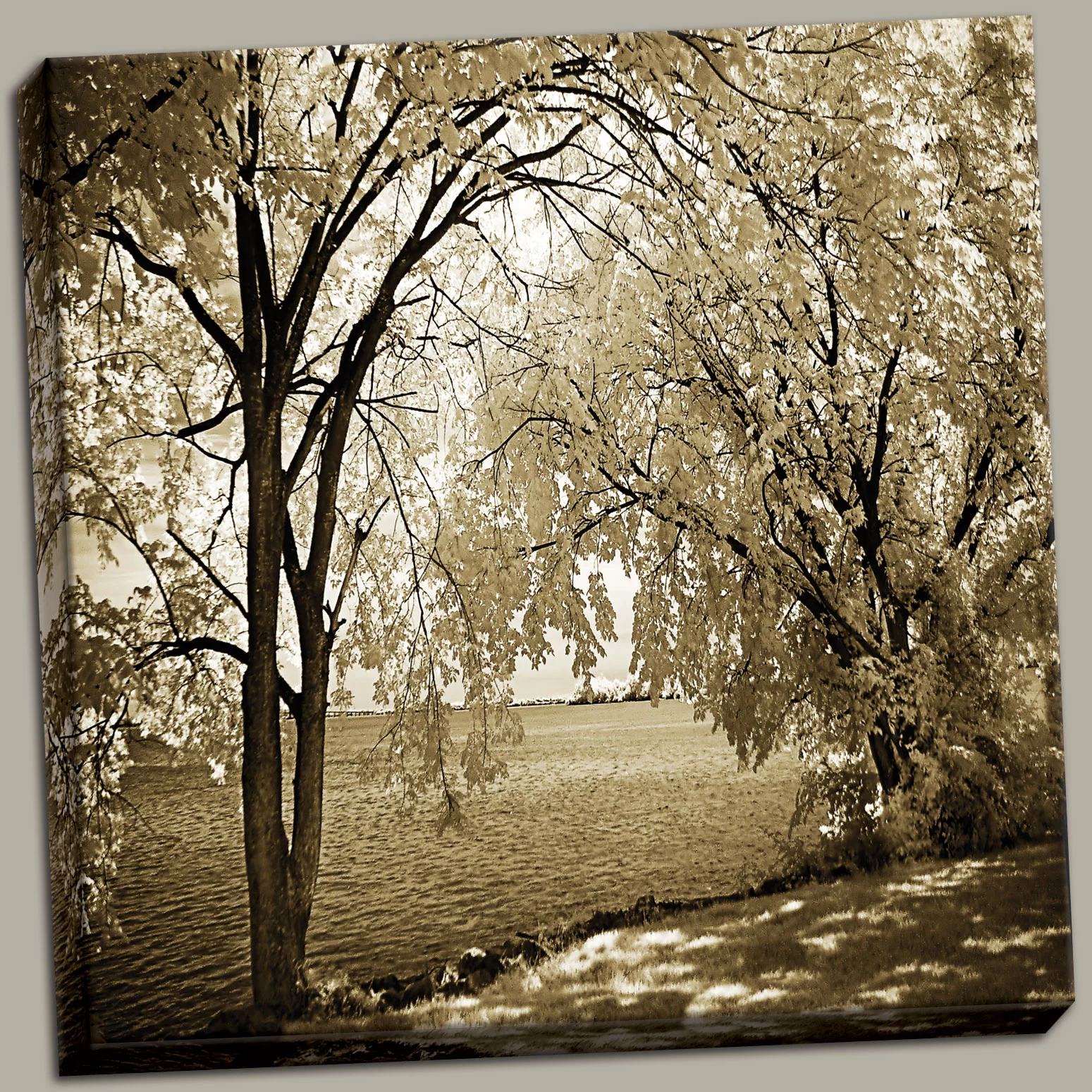 Hopewell Shores Sepia Sq I Amazing Best Sepia Willow Modern Lovely Oak Rippling Canvas 12x12