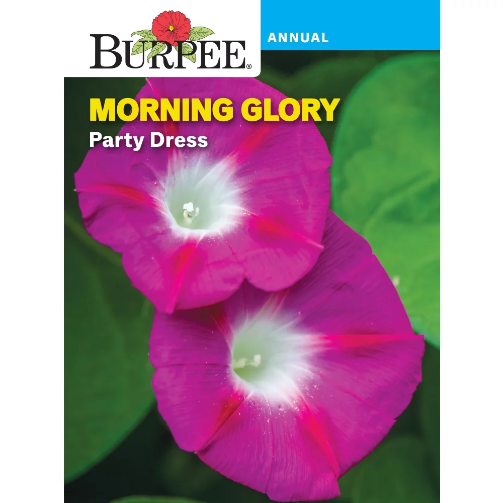 Burpee Party Dress Morning Glory Flower Seed, 1-Pack