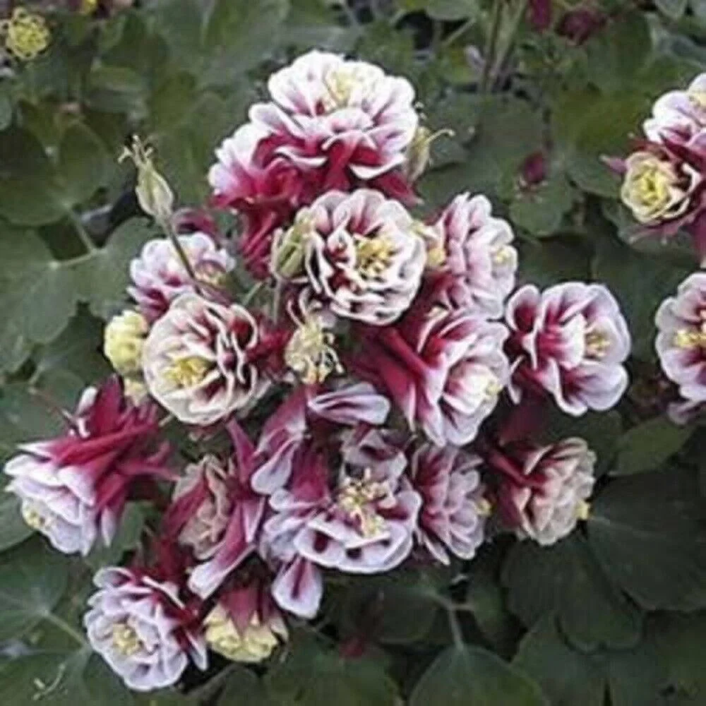 50 Double WINKY ROSE & White COLUMBINE Aquilegia Vulgaris Flower Seeds