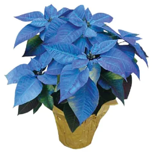 CHUXAY GARDEN Blue Poinsettia-Euphorbia Pulcherrima,Christmas red, Christmas Flowers 100 Seeds Holiday Plants Wildflower Low-Maintenance
