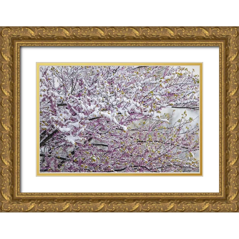 Jones, Adam 18x13 Gold Ornate Wood Framed with Double Matting Museum Art Print Titled - Light snow on Eastern redbud tree in early spring-Louisville-Kentucky