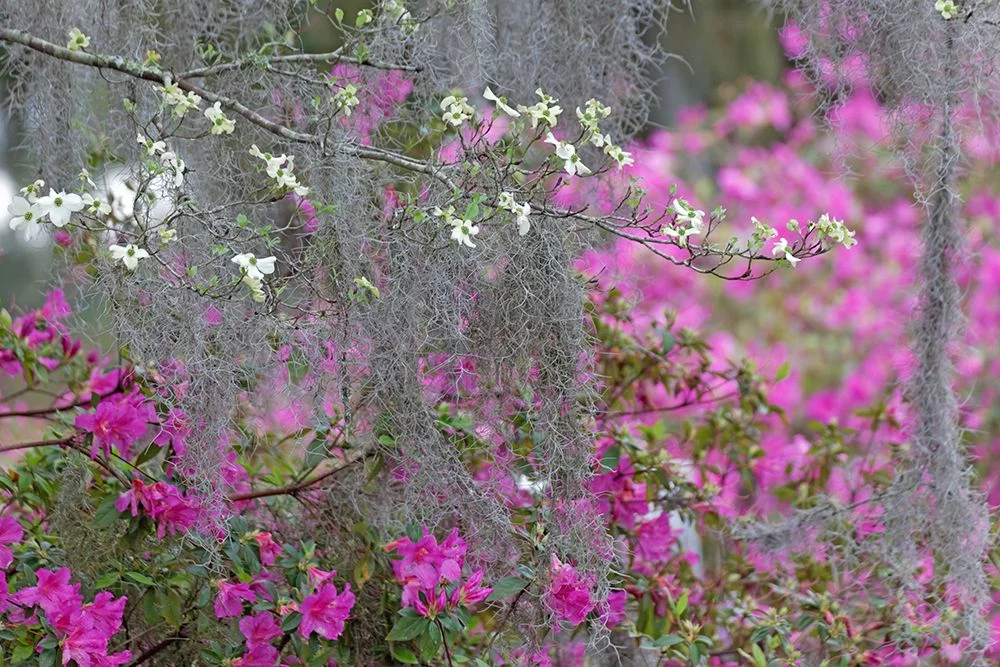 Jones, Adam 14x11 White Modern Wood Framed Museum Art Print Titled - Flowering dogwood trees and azaleas in full bloom in spring-Bonaventure Cemetery-Savannah-Georgia