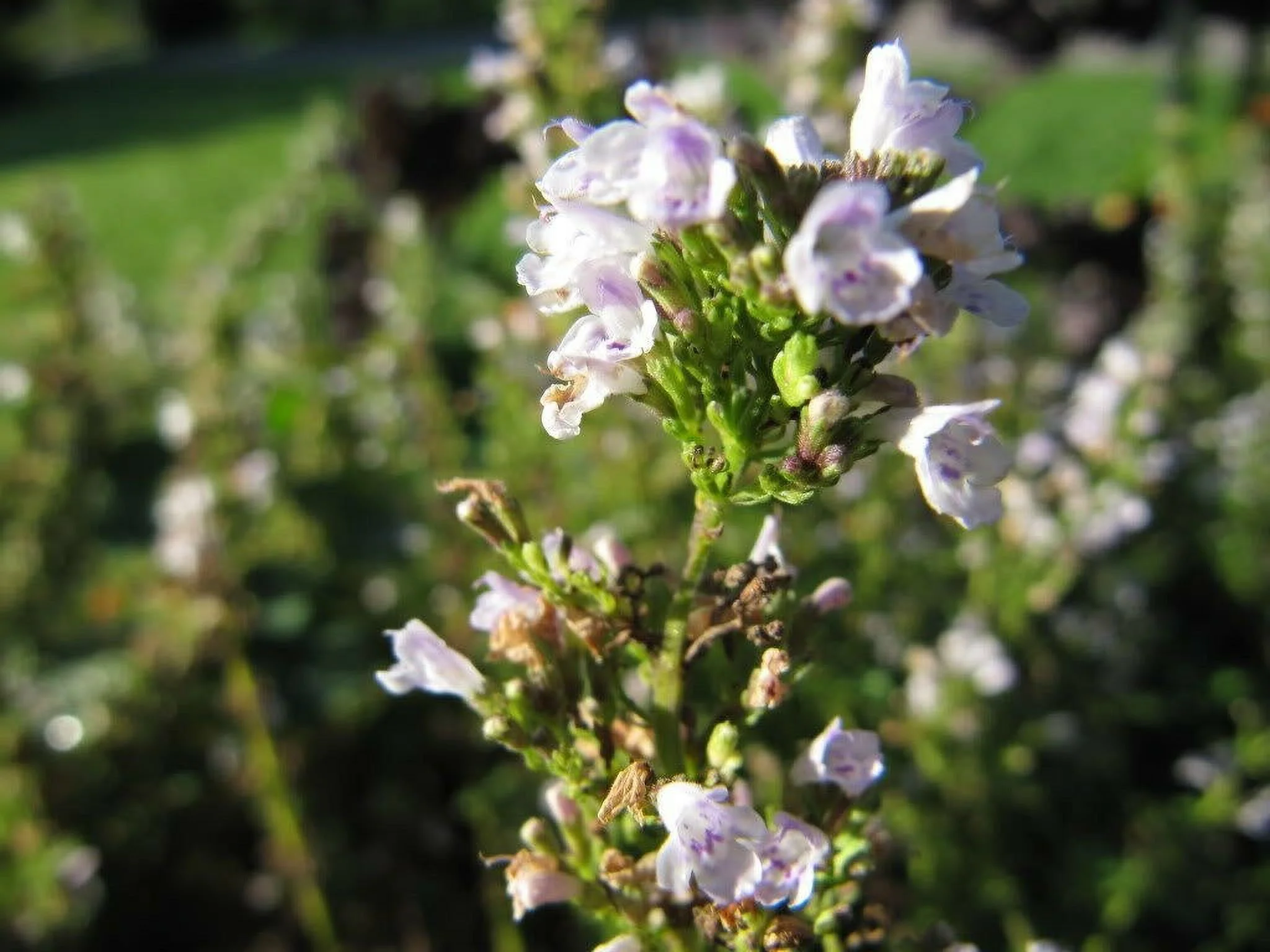 150 Creeping WINTER SAVORY Satureja Montana Herb Flower Seeds *Flat S/H