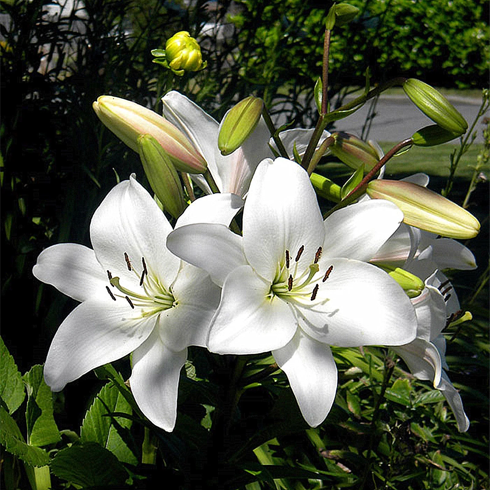 Lily Bulbs, Large Flowers, Flower Bulbs,Tiger Lily Bulbs, Lily Bulbs For Planting Perennials,Lily Bulbs For Sale