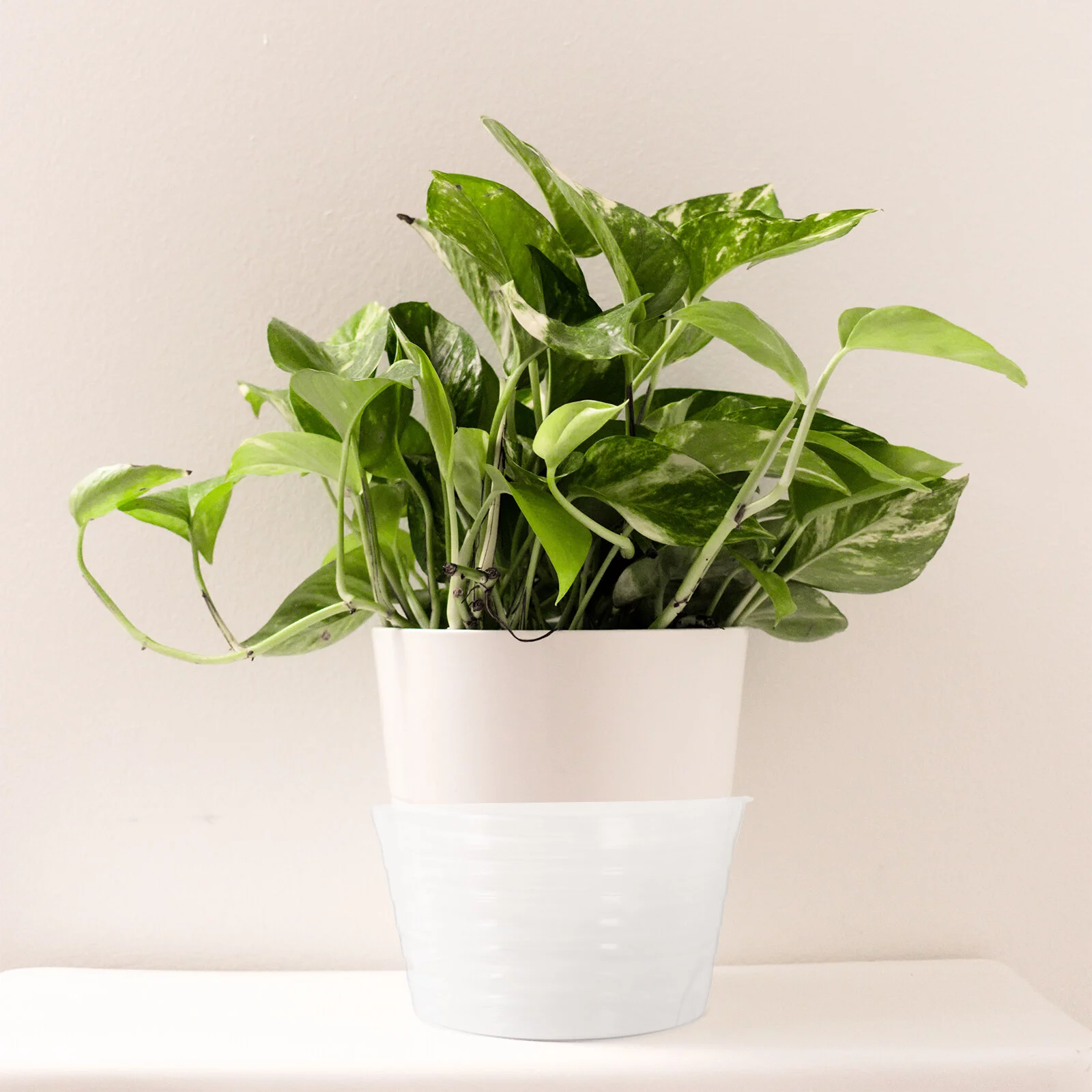 Guichaokj 12pcs Plastic Plant Pot Saucer Drip Tray Plastic Flower Pot Tray Clear Plant Saucers