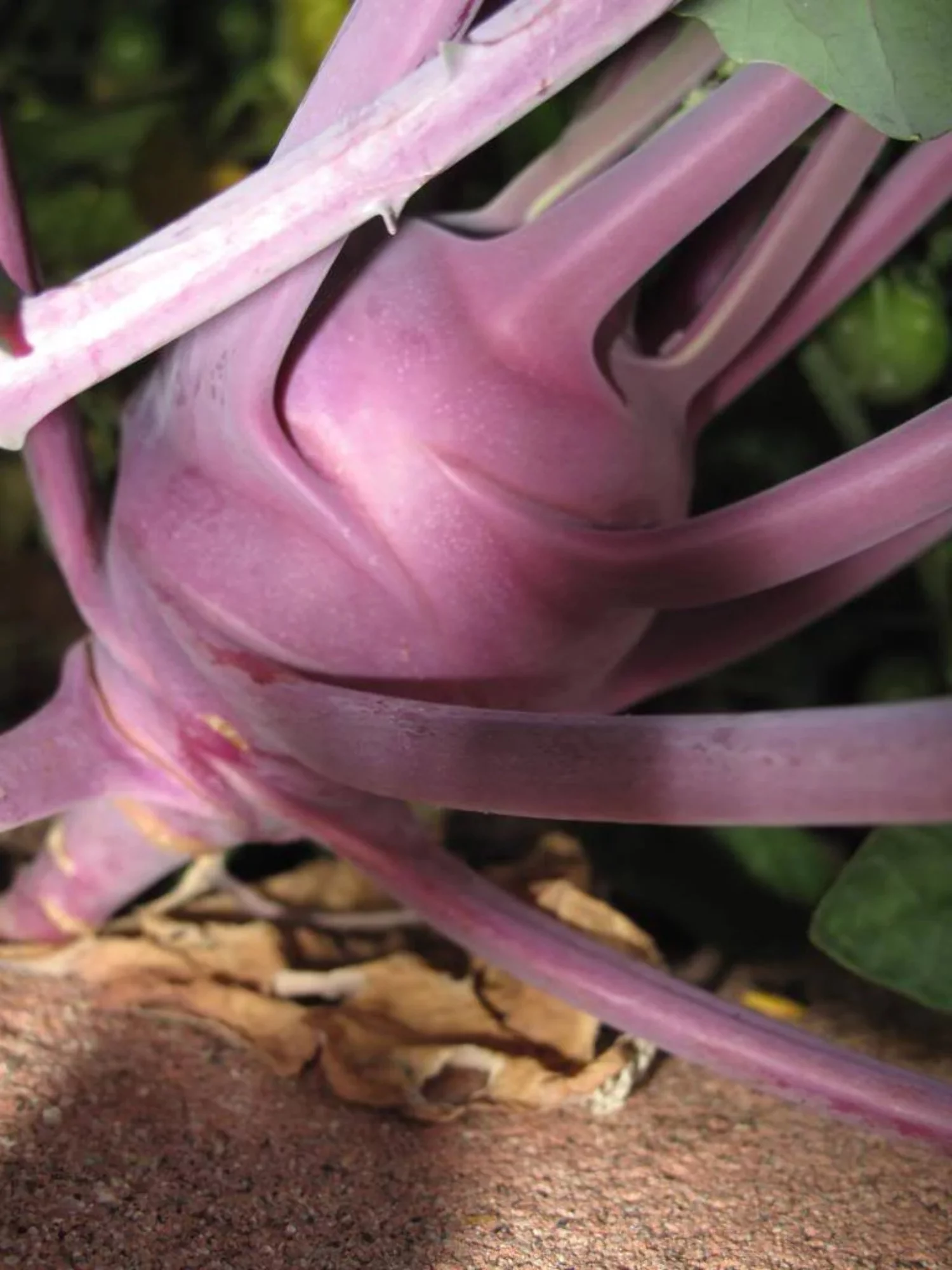 2000 Seeds PURPLE VIENNA KOHLRABI Brassica Oleracea Gongylodes Vegetable Seeds