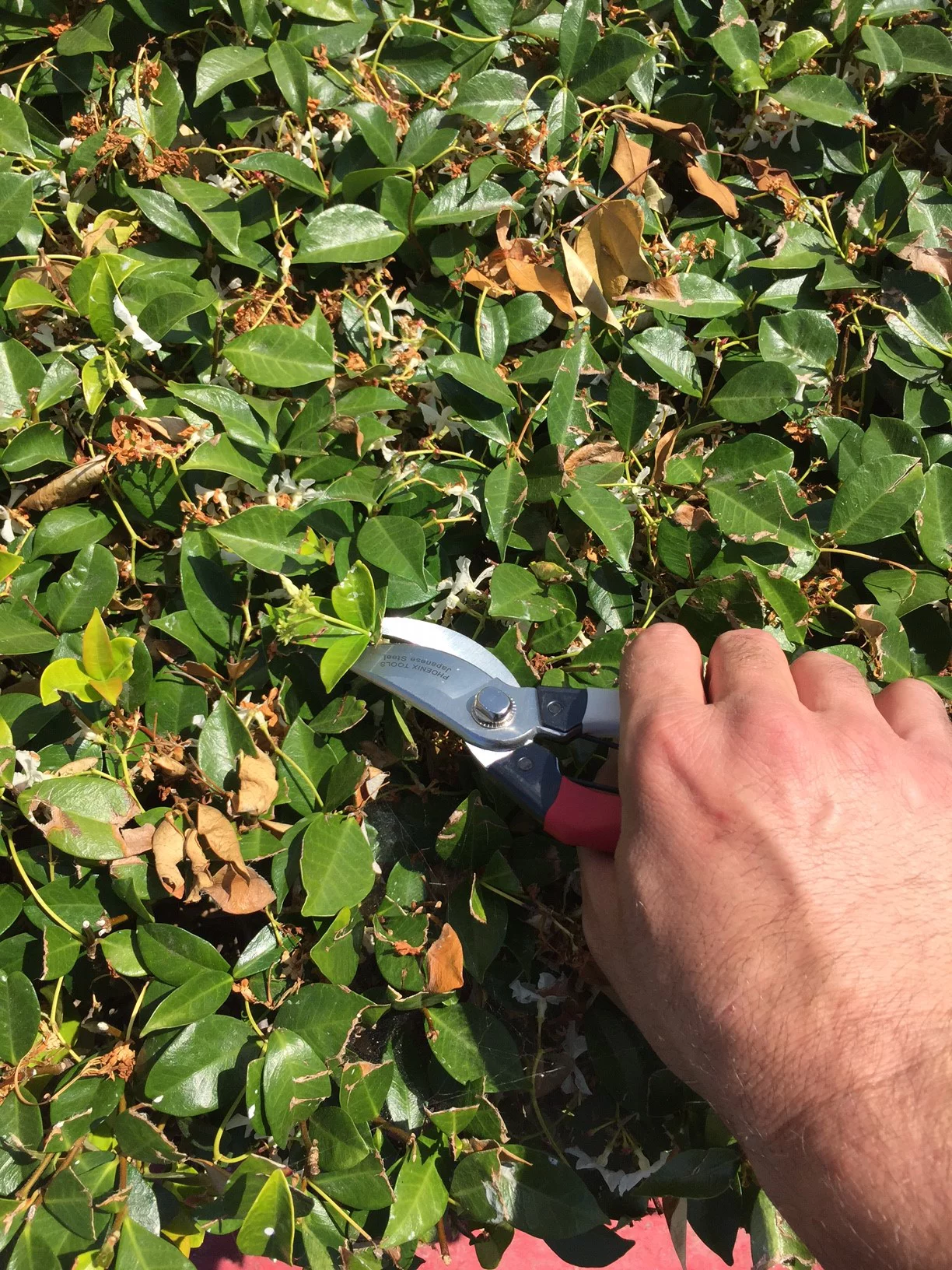 Phoenix Tools Professional Grade Hand Prunner Japanese Steel Red/White