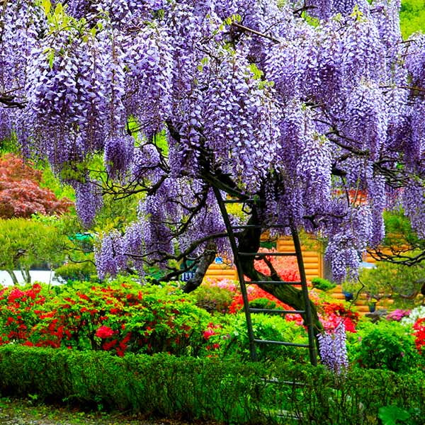 Brighter Blooms - Purple Wisteria Vine, 3-4 ft. - No Shipping To AZ, WI,OR