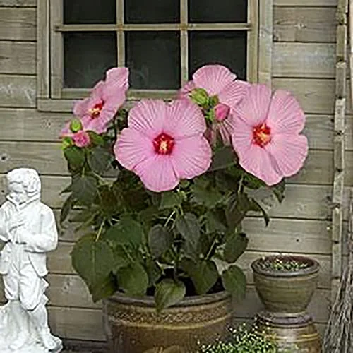 YEGAOL Garden 100Pcs Giant Hibiscus Seeds Dinnerplate Hibiscus Seeds Moscheutos Swamp Mallow Perennial Huge Hardy Ornamental Wide Home Garden Plant Outdoor Flower Seeds