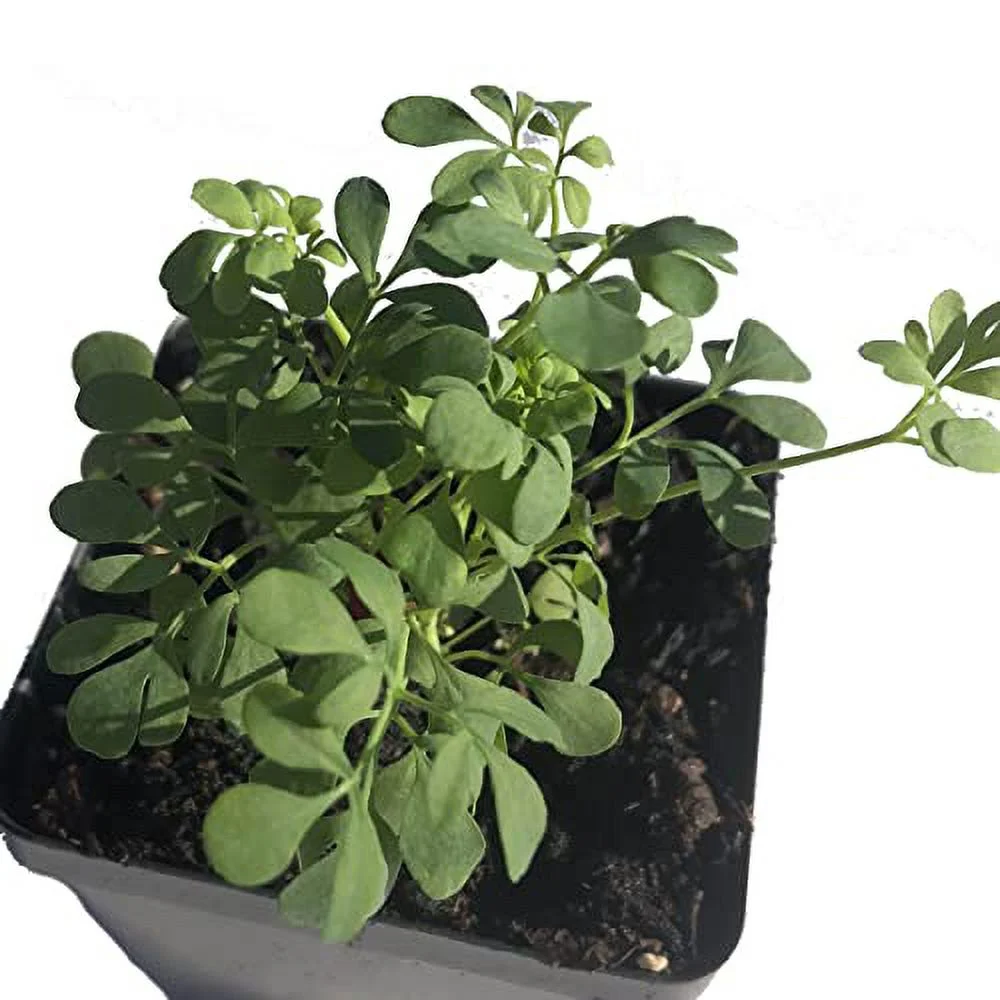 Rue Plant, (Ruta graveolens) 2.5-inch Pot