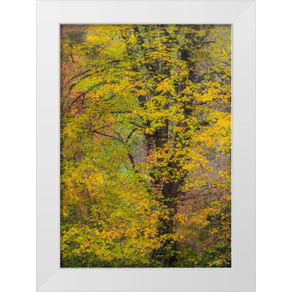 Gulin, Sylvia 14x18 White Modern Wood Framed Museum Art Print Titled - USA-Washington State-Easton and fall colors on Big Leaf Maple and Vine Maple