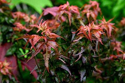 Kurenai Jishi Dwarf Japanese Maple 1 - Year Live Plant