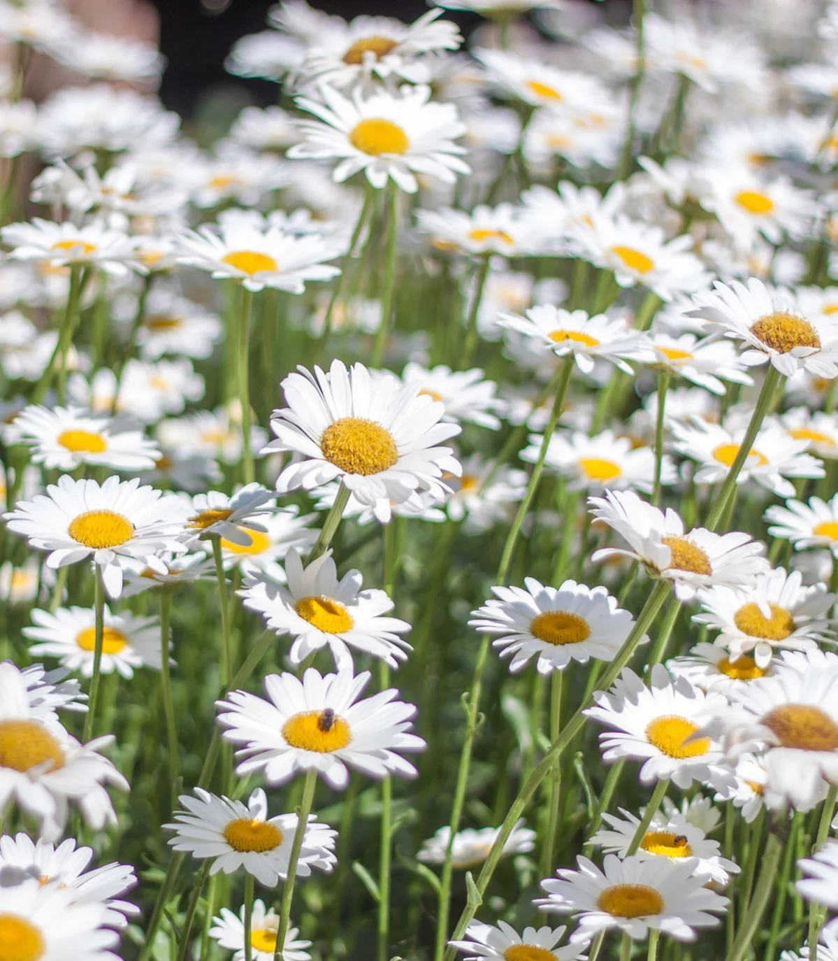 Earthcare Seeds - Shasta Daisy Alaska 700 Seeds (Chrysanthemum Maximum) Heirloom - Open Pollinated