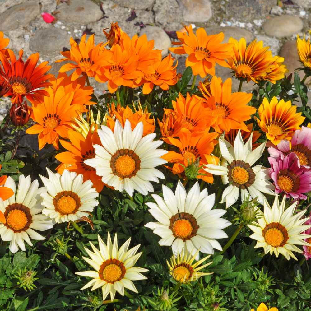 Outsidepride Gazania - 1000 Seeds