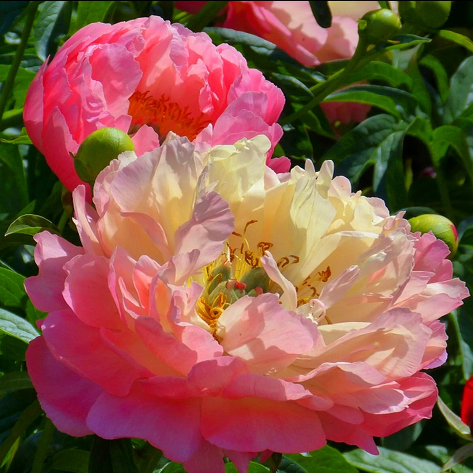 Peony Bulbs, Peony Tubers,Peony Plant,Adapt To Various Environments, Peony Plants ,Beautiful Fresh Cut Flowers. Garden, Gorgeous,Peony Tubers,Long-Lasting Choice For Landscaping.