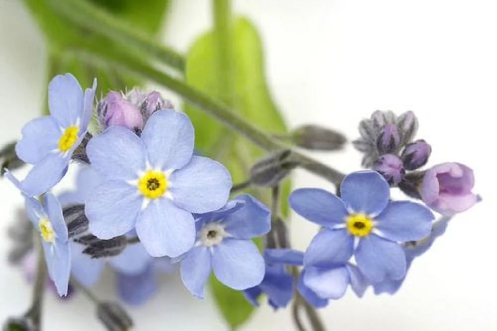 Myosotis Forget Me Not Blue (Myosotis oblongata) - 300 Seeds