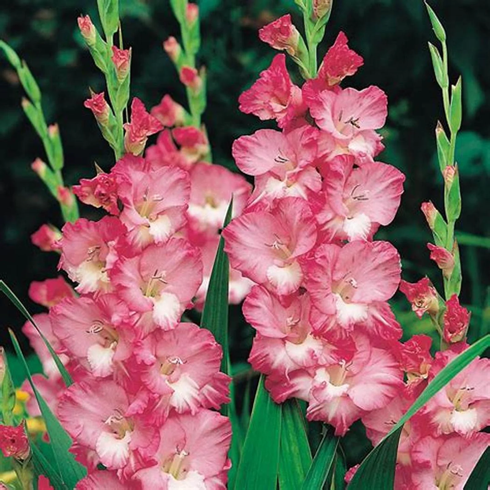 Gladiolus Bulbs, Require Little Water,Cold Tolerant Plants,Gladiolus Flower Bulbs,Gladiolus Bulbs,Gladiolus Flower Bulbs,Easy To Care For. Drought Tolerant, Are Suitable For Gardeners To Plant,