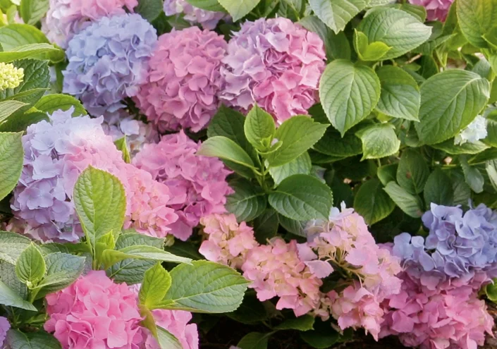 ( 1 ) - L.A. Dreamin'® Hydrangea - Starter Plant ( 7L ) ( 1 live plant )