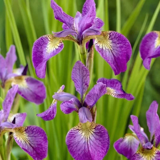 2 Sparkling Rose Sibirica Iris - Iris in separate 3.5 inch containers