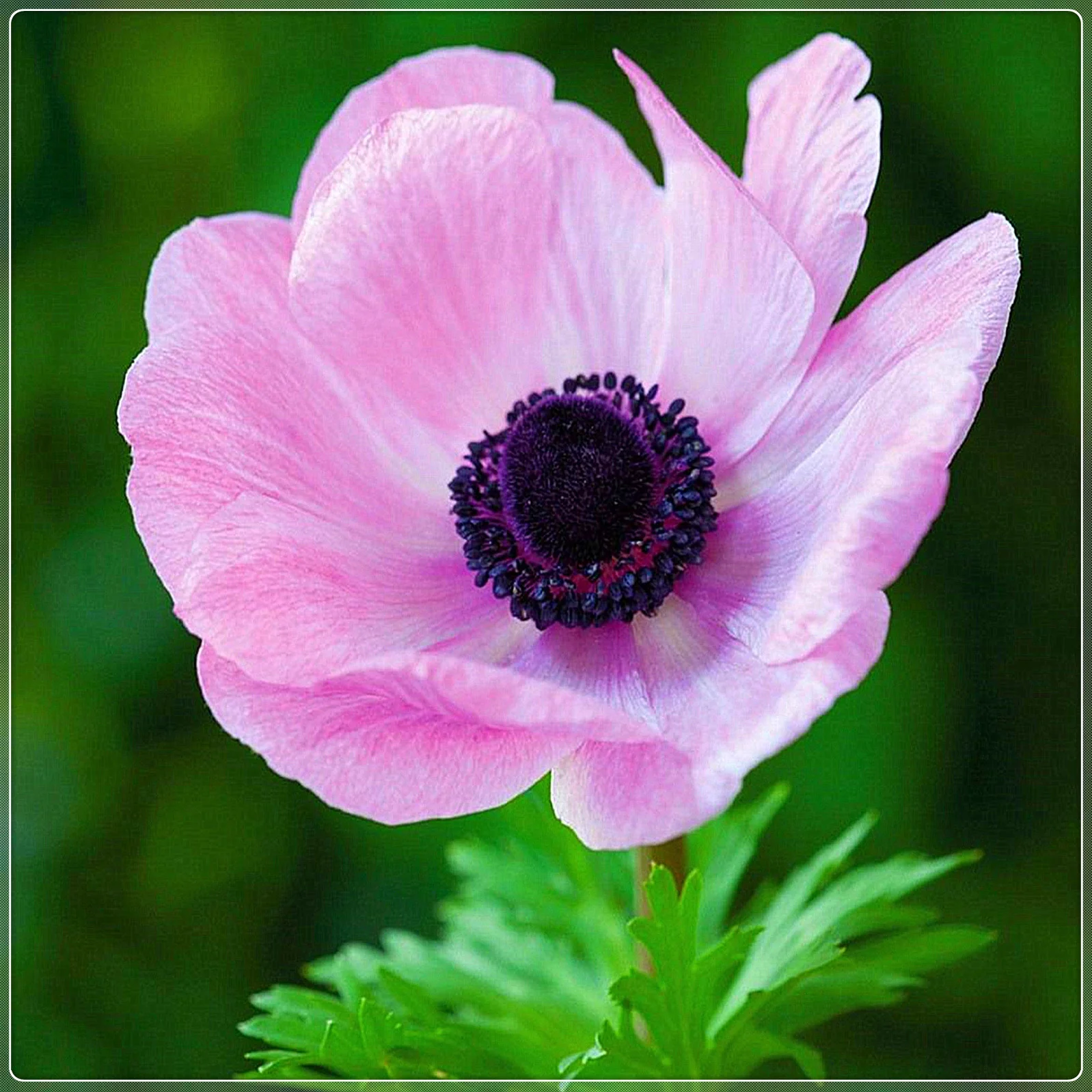 Anemone Bulbs, Garden Bulbs, Potted Plants, Garden Flowers, Quiet, Perennial Plants,Anemone Flower，Anemone Seeds For Sale