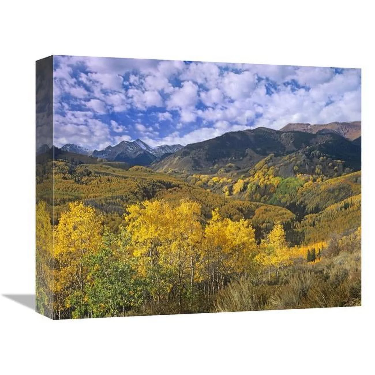 Global Gallery  Quaking Aspen in Autumn - Colorado Art Print - Tim Fitzharris