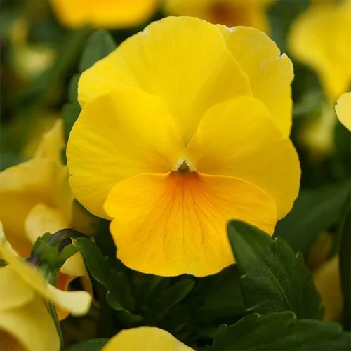 Outsidepride Pansy Gold - 2000 Seeds