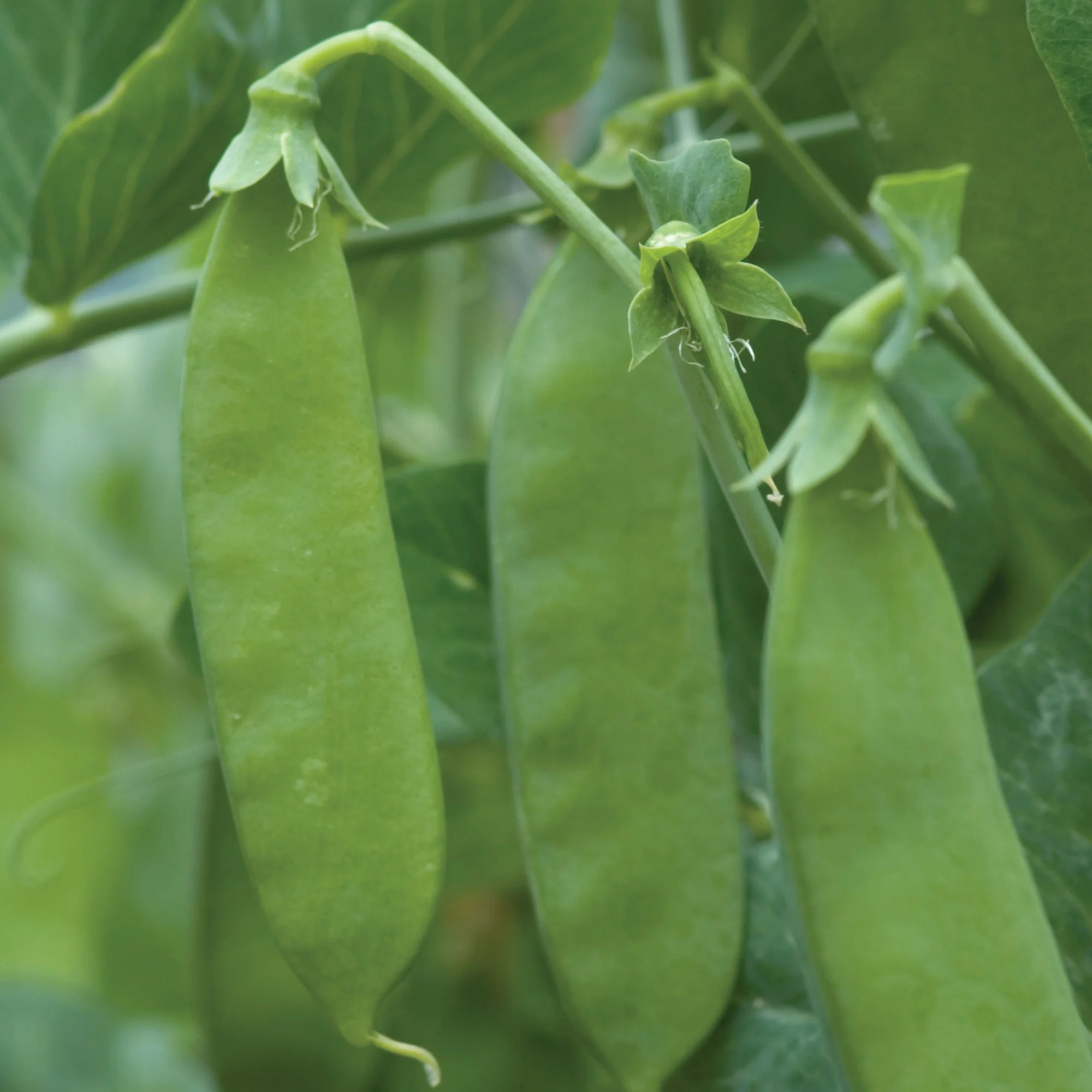 Burpee Sugar Daddy Pea Seeds - Non-GMO, Snap Pea, Heirloom Vegetable Gardening Seeds, 18.5g, 1-Pack