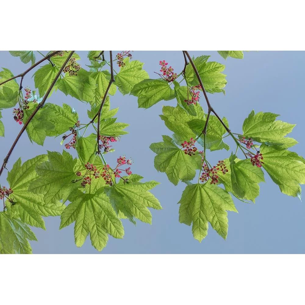 Mahan, Kathy 14x11 Black Modern Framed Museum Art Print Titled - Vine Maple II
