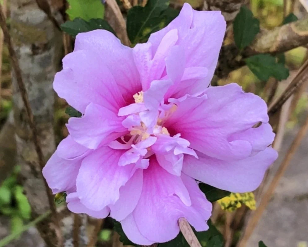 200 Mixed Hibiscus Seeds Pink Purple Rose of Sharon Ornamental Shrub