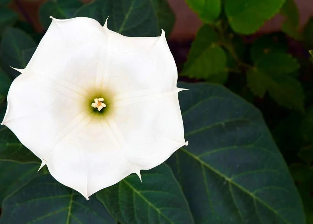 20 White Trumpet Bush Seeds to Grow White Fragrant Trumpet Flowers