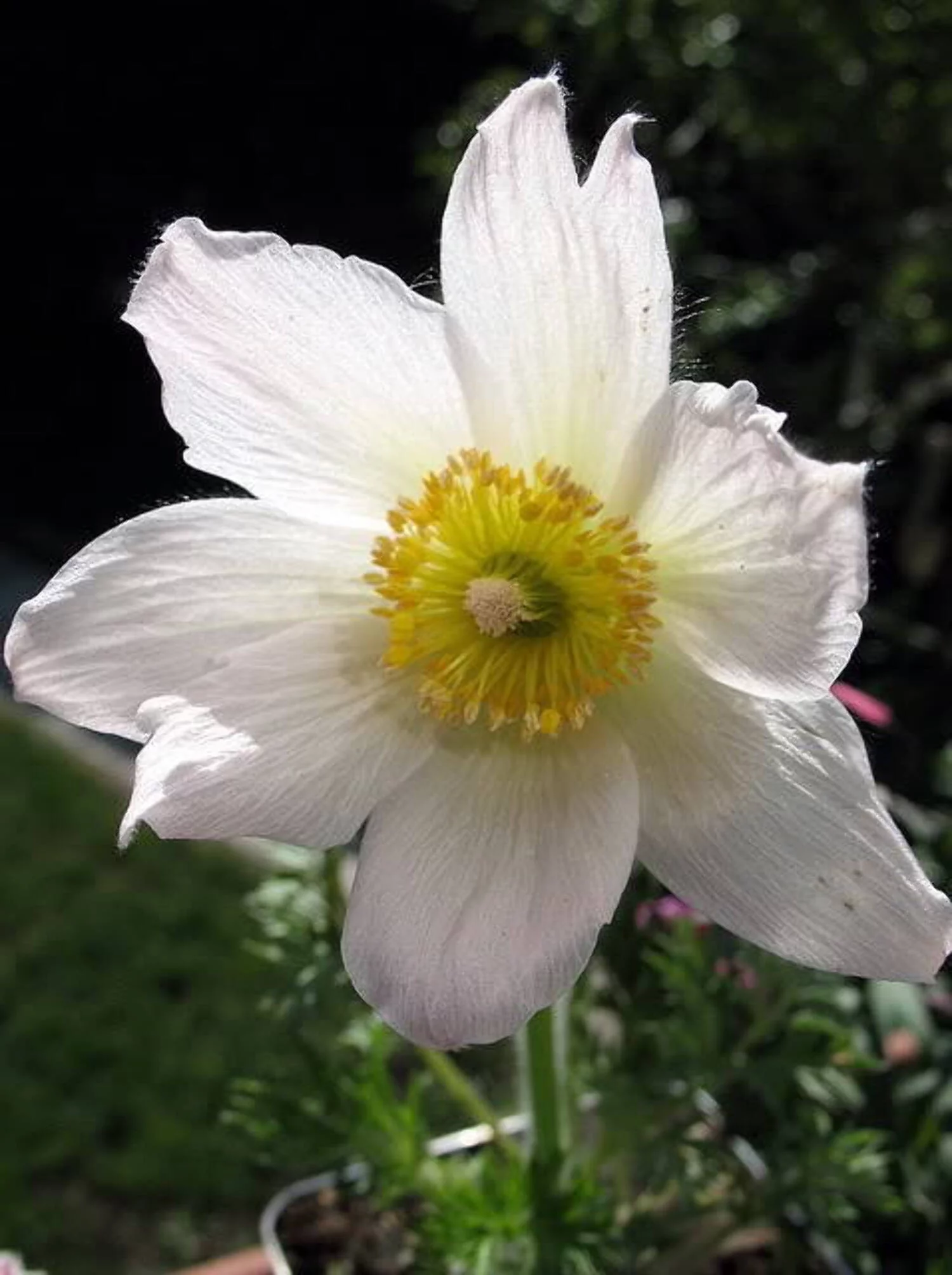 25 WHITE ANEMONE Pulsatilla Vulgaris PASQUE flower Seeds