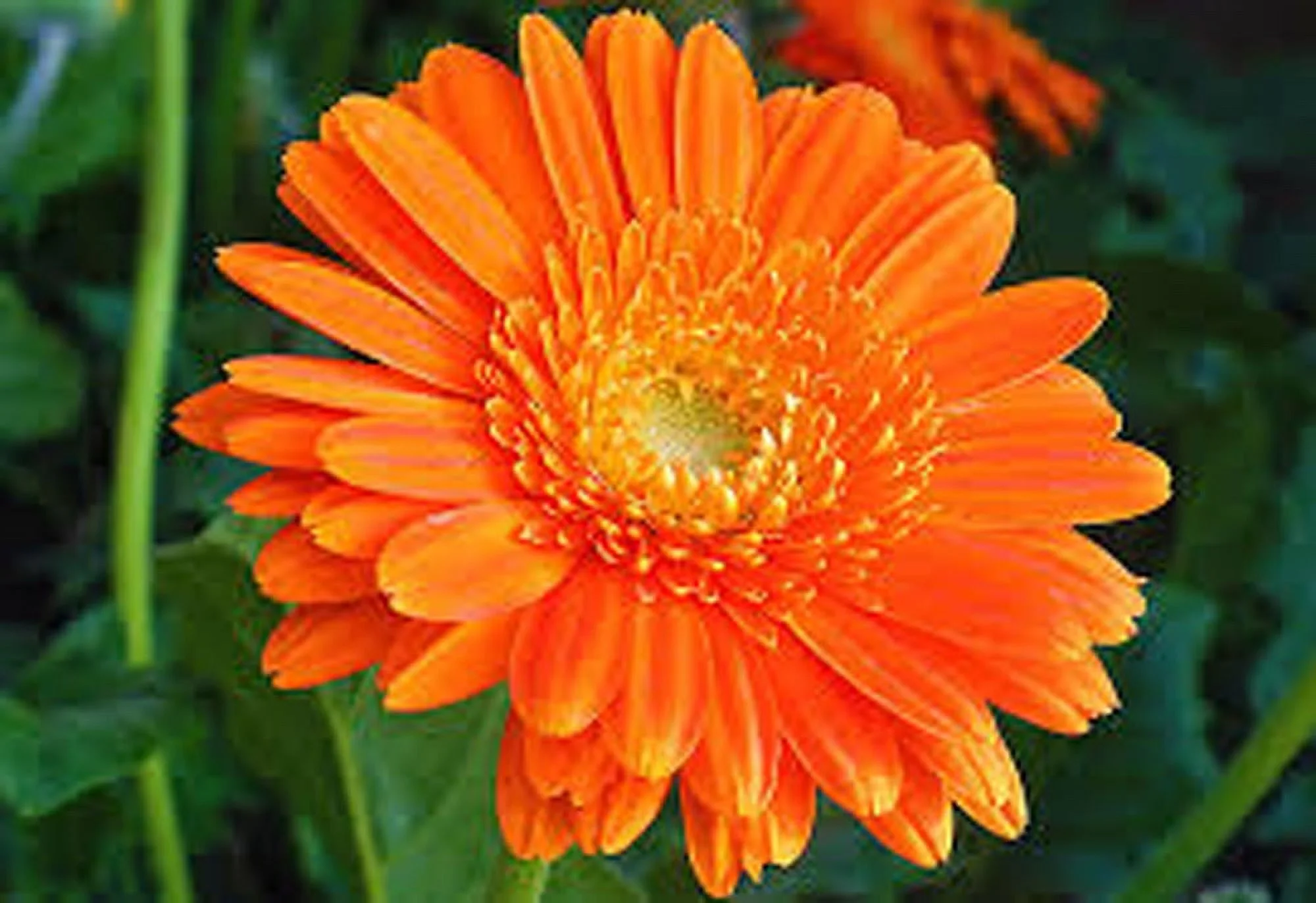 Calendula 100 Flower Seeds Newly Harvested, Beautiful Vivid Golden Blooms