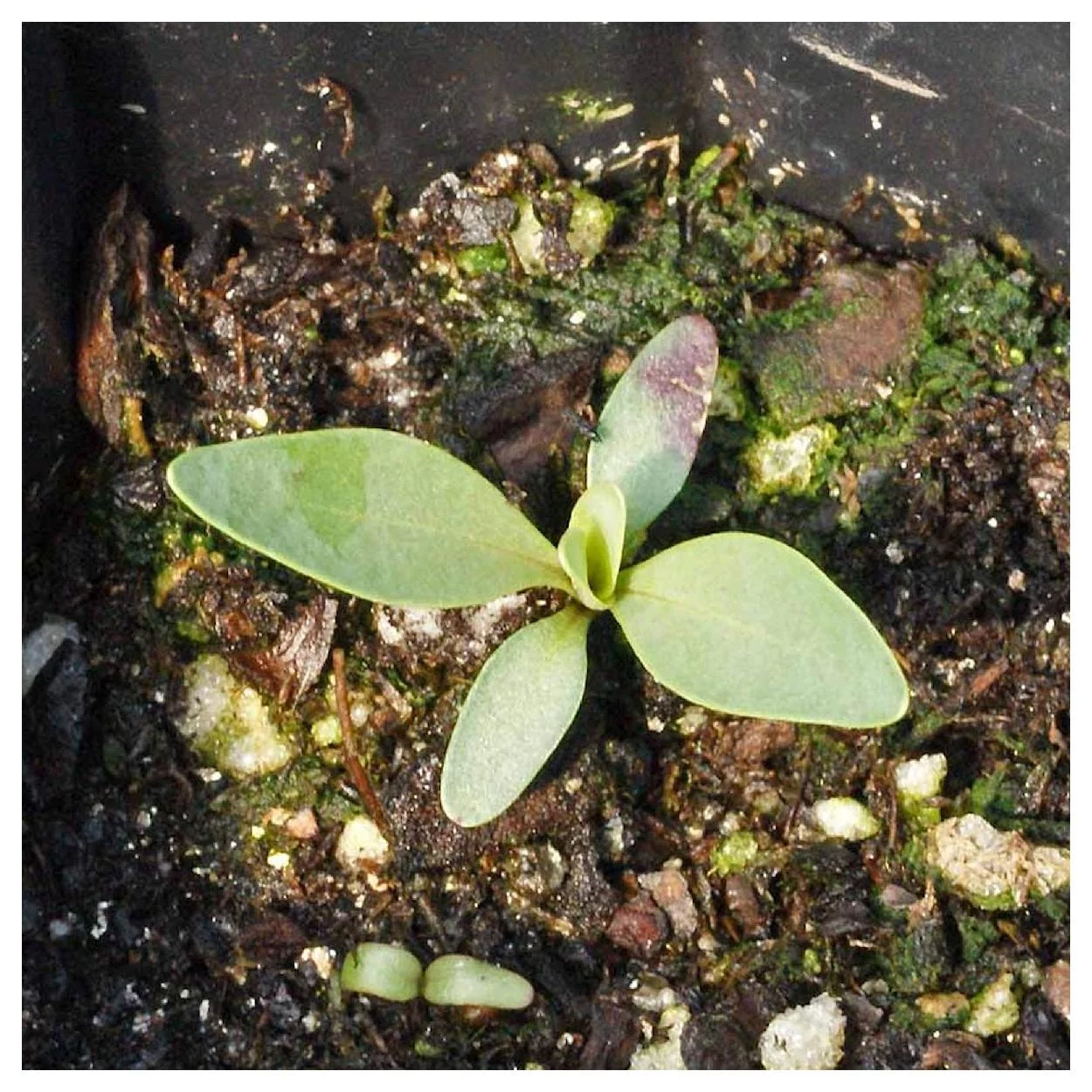 Everwilde Farms - 300 Large Flowered Beardtongue Native Wildflower Seeds - Gold Vault Jumbo Bulk Seed Packet