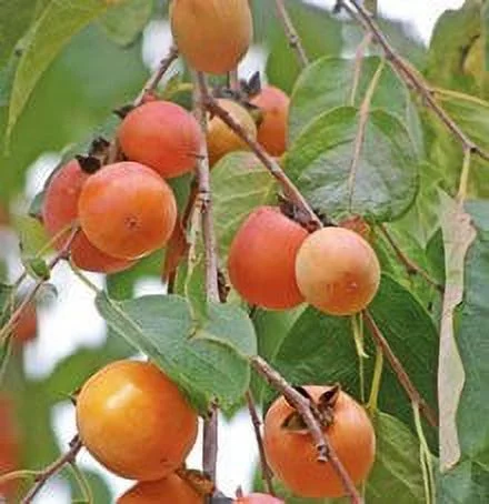 1-2' Tall Sweet  Persimmon Tree/Plant