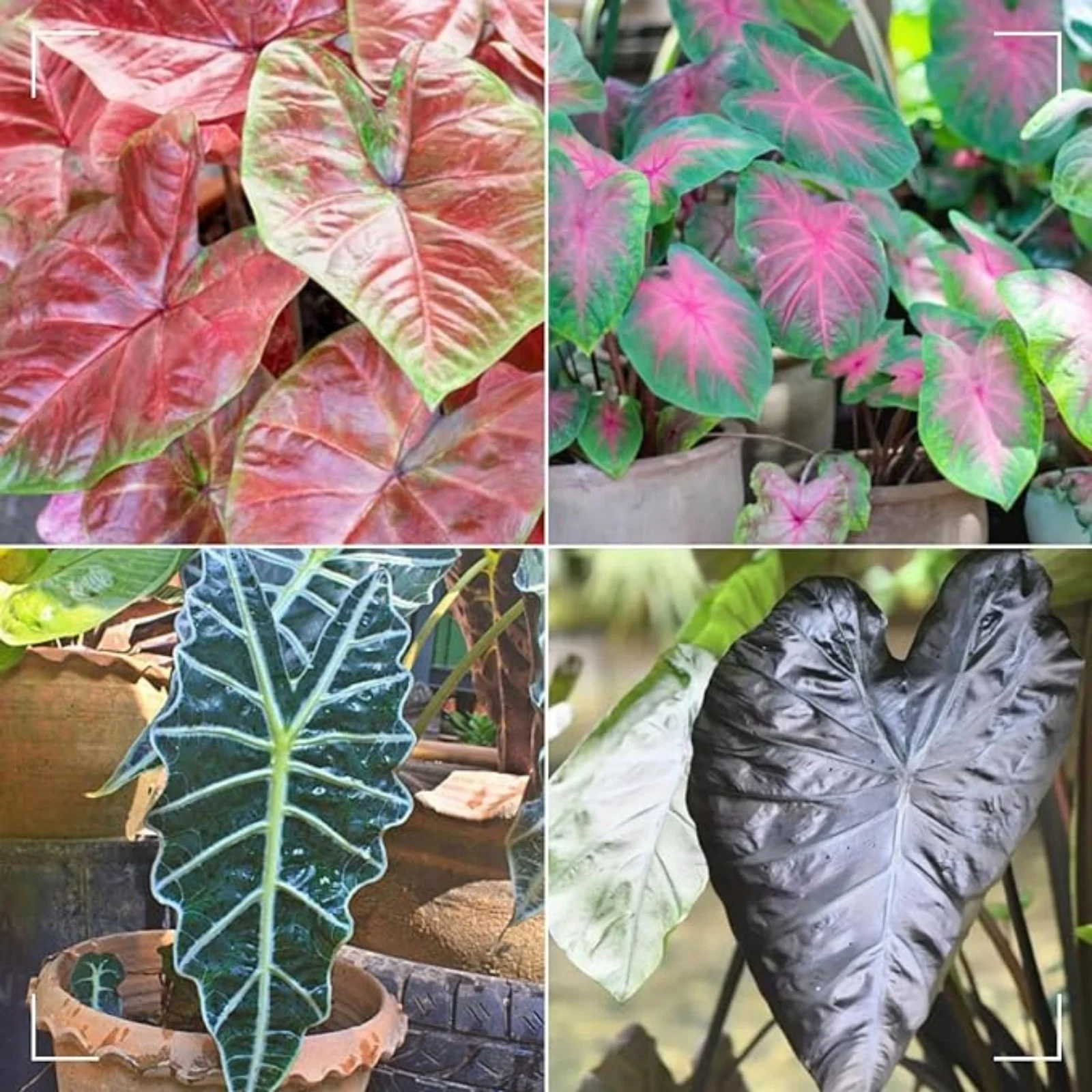 Elephant Ear Plant Bulbs,Huge,Alocasia Bulbs,Gardening Treasures,Giant Taro Gabi Kalo Eddo Bulbs,Alocasia Bulbs For Planting,Elephant Ear Plant Bulbs For Sale.