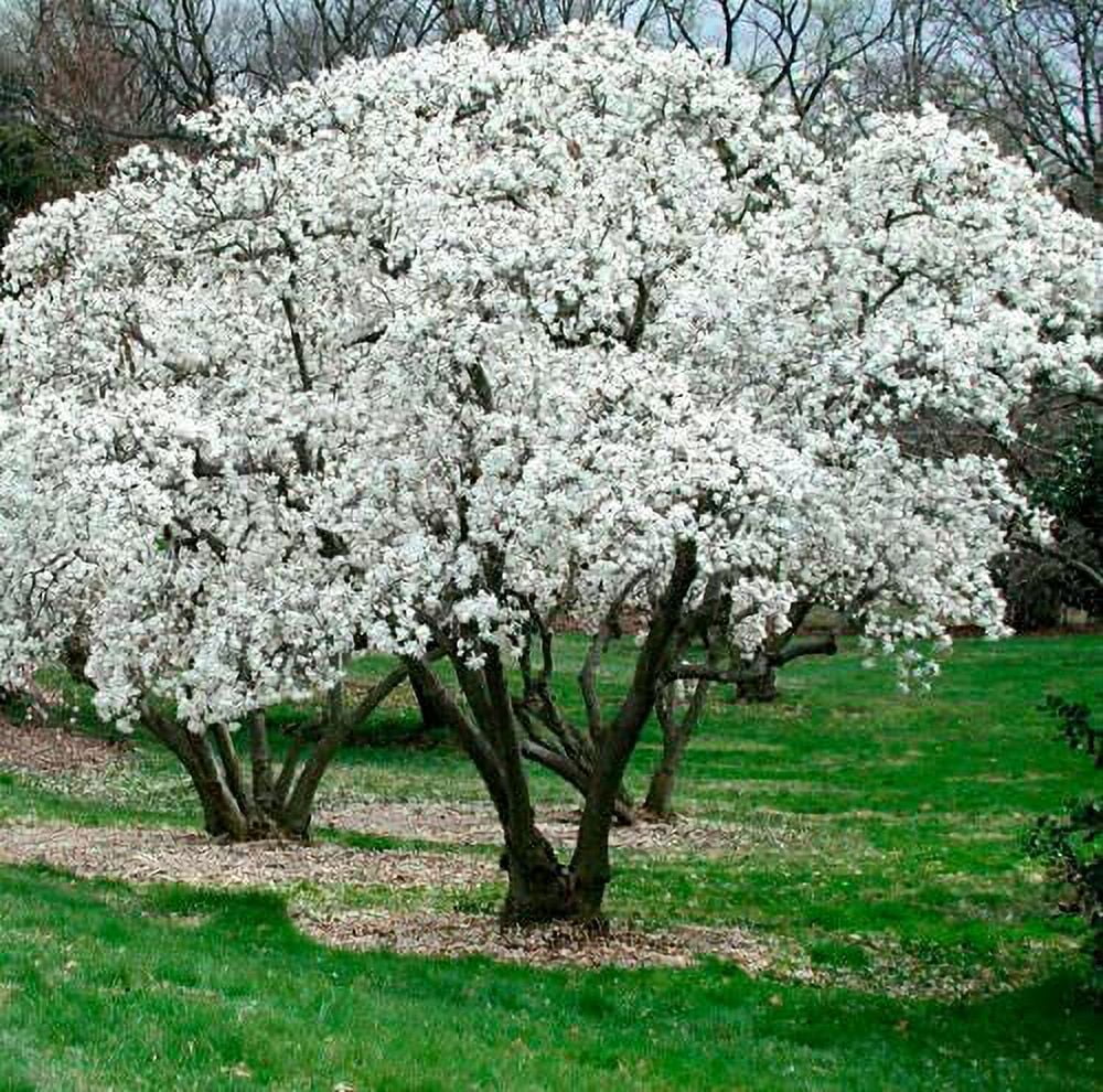 Star Magnolia Tree/Shrub - 6-12