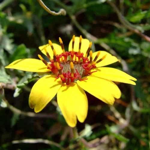 CHUXAY GARDEN 10 Seeds Berlandiera Lyrata,Chocolate Flower, Chocolate Daisy,Lyreleaf Greeneyes Smelling Like Chocolate Showy Perennial Wildflower Long Bloom Time