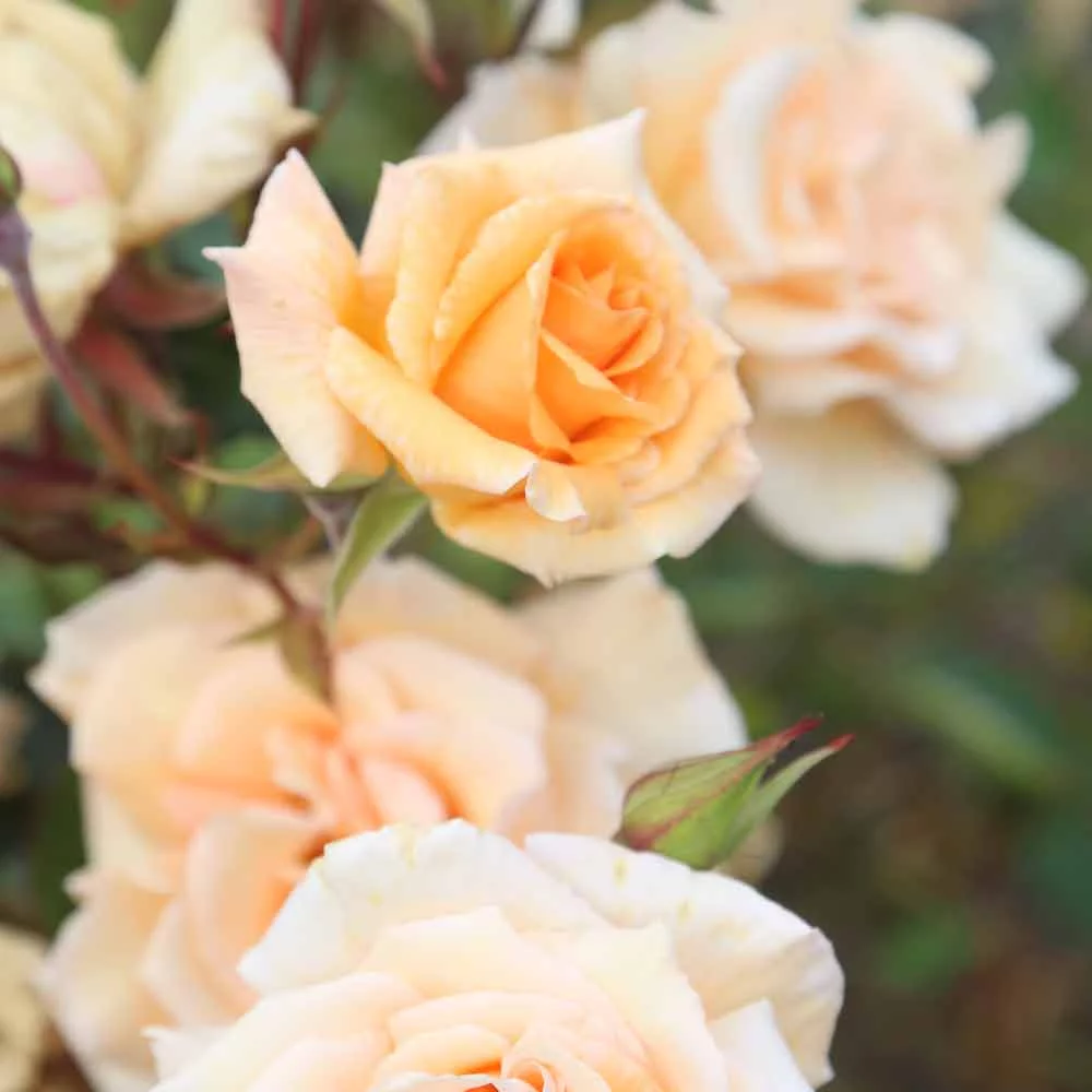 Heirloom Roses - Gentle Persuasion Hardy Rose Bush