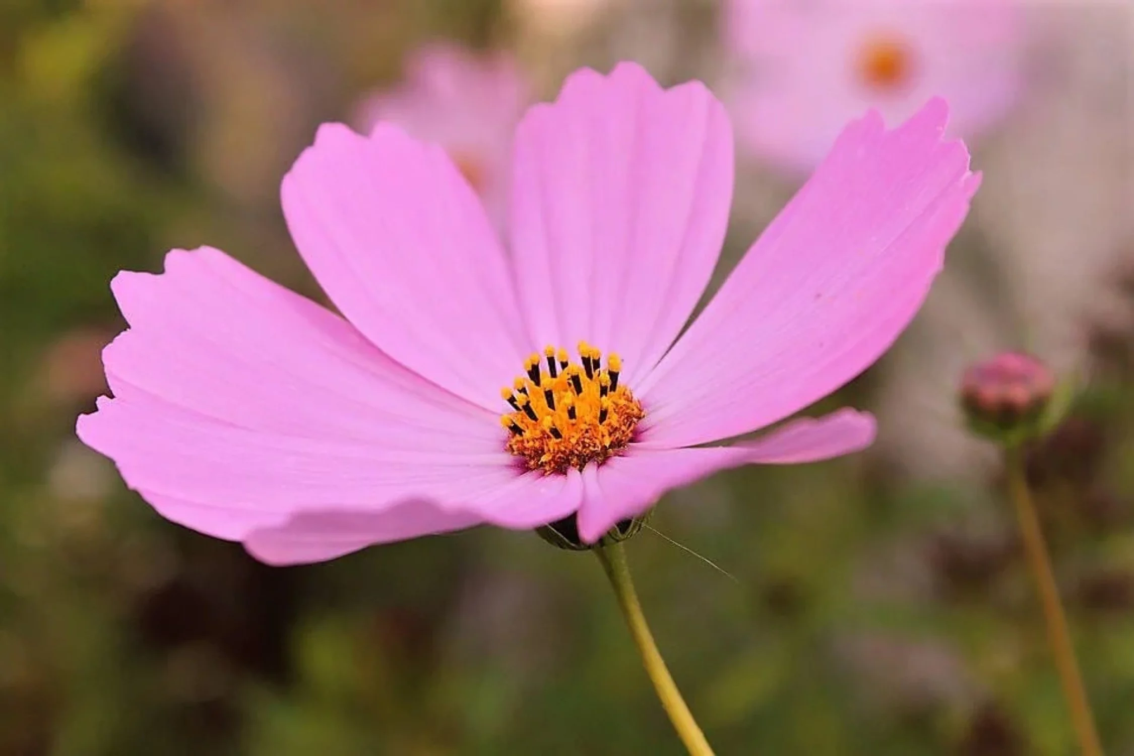 200 TALL PINK COSMOS Bipinnatus Flower Seeds